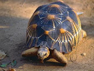 Soud na Madagaskaru potvrdil vysoké tresty pro pašeráky želv