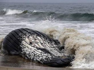 V Škótsku vyplavilo mŕtveho vráskavca dlhoplutvého, veľryba bola zamotaná v rybárskom vybavení