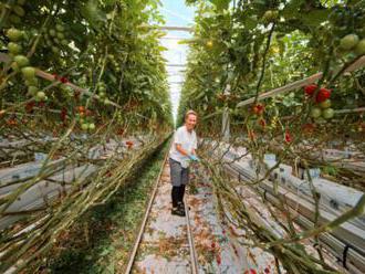 Paradajkovo: vďaka spolupráci s Tescom ponúkame domáce paradajky na celom Slovensku