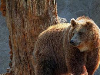 VIDEO: Medveď na Kamčatke ukradol lovcom chladničku priamo z auta