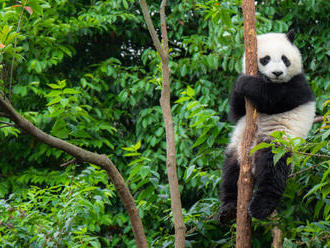 V čínskej divočine po prvý raz nasnímali albínsku pandu veľkú