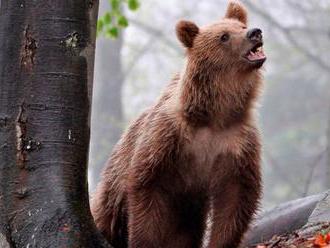 V Trnavej Hore majú divočinu. Vyhlásia pre medvede mimoriadny stav?