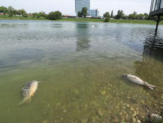 Uhyn rýb na bratislavskej Kuchajde údajne spôsobilo nové vírusové ochorenie