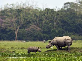 V Malajzii zomrel posledný samec nosorožca sumatrianskeho