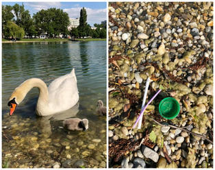 FOTO Smutný príbeh z Bratislavy: Pohľad na labutiu rodinku je minulosťou, až príliš krutý koniec
