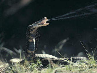 Pozor, indická kobra! Neďaleko Viedne vypukla panika, polícia varuje turistov