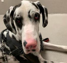 FOTO Majiteľka vzala psa k veterinárovi: Keď mu otvorili papuľu, neverili vlastným očiam