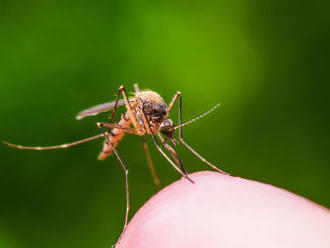 V dovolenkových destináciách sa šíri smrteľný vírus: Prenášajú ho komáre a očkovanie neexistuje