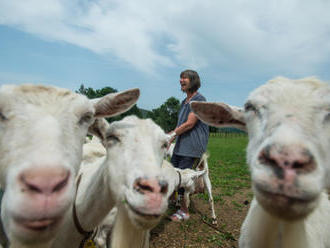 Majitelka farmy pojmenovala 50 koz, má Hučilku i Černého čumáčka