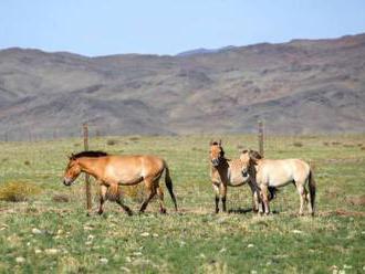 Pražská zoo úspěšně přepravila do Mongolska tři koně Převalského