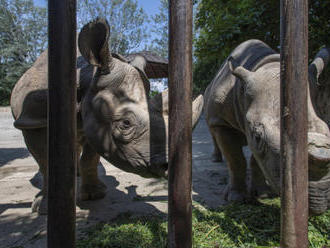 Pět nosorožců z Evropy pomůže obnovit jejich populaci ve Rwandě