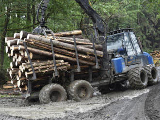 Těžba dřeva loni kvůli kůrovci vzrostla na rekordních 26 milionů m3