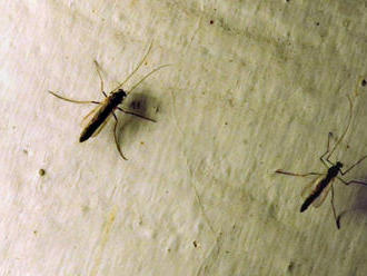 Choroby, ktoré prenášajú komáre, u nás nie sú, trápia však alergikov