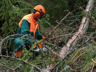 Pilčíka počas prác v okolí Topoľčian zavalil strom
