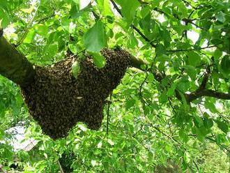 Včelích rojů je letos rekordní množství, k vysokému počtu rojů přispělo teplejší počasí v dubnu.