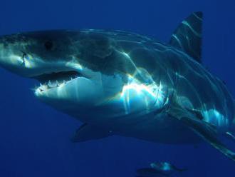 Hlad a změny klimatu naženou žraloky k Evropě, varuje odborník