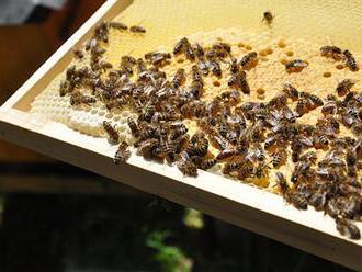 Nemoci včel se šíří i kvůli rozmachu laiků. Včelaření se stává symbolem ekologického smýšlení, říká 