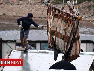 Russia to release whales from 'jail' in far east after outcry