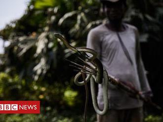 Face to face with DR Congo's deadly vipers