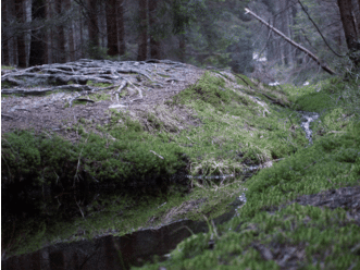 Vedení CHKO Jeseníky povolilo lesnické zásahy na okraji Rejvízu