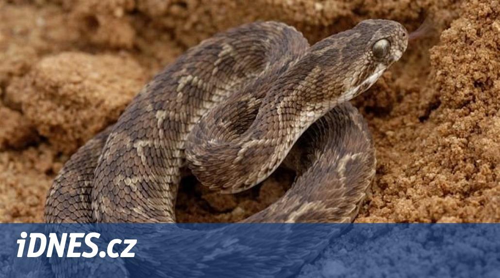 Chovatele na Hradecku uštkla zmije paví, záchranka pro něj letěla k dálnici
