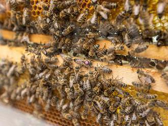 V Montane sa prevrátil kamión, uletelo z neho 133 miliónov včiel
