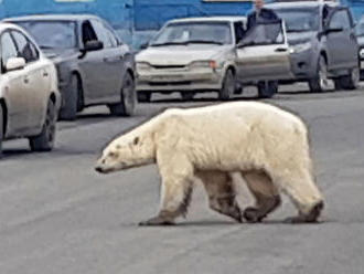 Do mesta na Sibíri sa zatúlal vyhladovaný ľadový medveď
