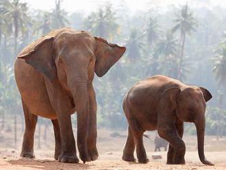 Slony možno dokážu nosom spoznať množstvo, zistili vedci