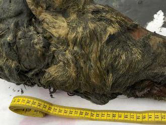 Vedci ukázali pravekého vlka. Hlava s neporušeným mozgom bola pod ľadom 40 tisíc rokov