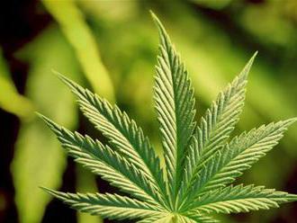Oregon je po legalizácii zaplavený marihuanou, fajčili by ju šesť rokov