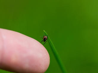 Pri vyberaní kliešťa buďte opatrní: Malý hmyz, veľké nepríjemnosti