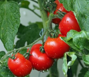 VIDEOTIP Pleseň, slimáky i septorióza: Ako ochrániť paradajky v našich záhradách?