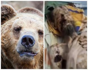 Alexander tvrdí, že ho väznil medveď: Z FOTO jeho zmrzačeného tela mrazí, o vlások unikol smrti