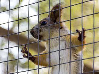 Muž choval v klietke veveričku a kŕmil ju metamfetamínom, aby bola agresívna