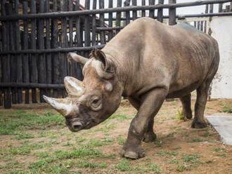 Video: Do Rwandy úspešne prepravili päť ohrozených nosorožcov čiernych, pochádzajú aj z českej zoo