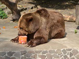 Zoo v Bojniciach chráni zvieratá pred horúčavami, pripravuje im dostatok vody aj ovocie v ľade