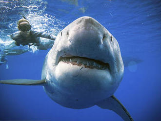 Množia sa správy o útokoch žralokov: Skutočne sa máme báť cestovať k moru?