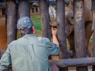 Nosorožcům se ve Rwandě daří dobře, zvykají si na místní stravu