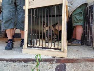 Zoo Dvůr Králové poslala do Austrálie čtyři psy hyenové