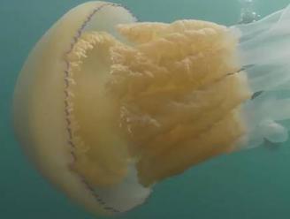Potápěči objevili v moři u  Anglie 1,5 metru dlouhou medúzu