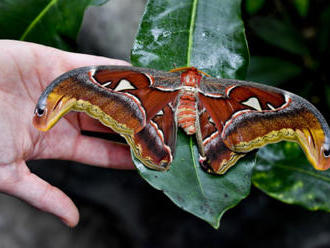 V motýlím domě se vylíhl atlas velký, známý jako hadí motýl