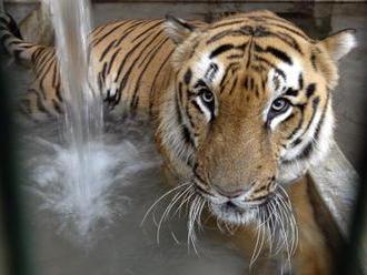 V Indii přibývá tygrů, podle loňského sčítání jich jsou asi 3000