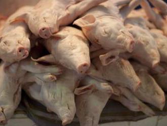 Výroba masa rostla, farmáři poráží zvířata kvůli drahému krmivu