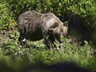 PRI ÚTEKU SI PORANIL ČLENOK: Českí turisti v Tatrách stretli medveďa