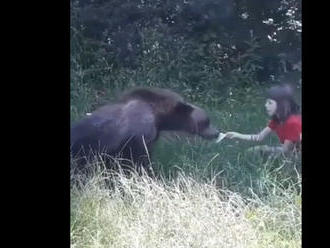 Kézből etette a vad medvét a kislány, ne csinálják utána