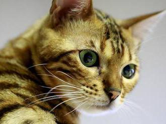 Vyškovská zoo prodává koťata kočky bengálské. Jako z množírny, bouří se kritici