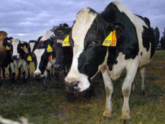 Farmář z Plzeňska: Krávy vinou sucha nemají na loukách co spásat