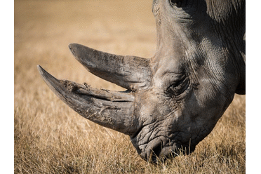Co ještě udělat na záchranu nosorožců černých? Třeba koupit si dluhopis…