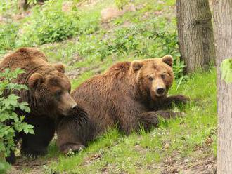 Zoo v Brně musela utratit jednoho z medvědů