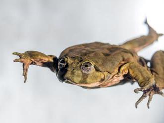 Pražská zoo otevřela expozici vzácných žab z jezera Titicaca